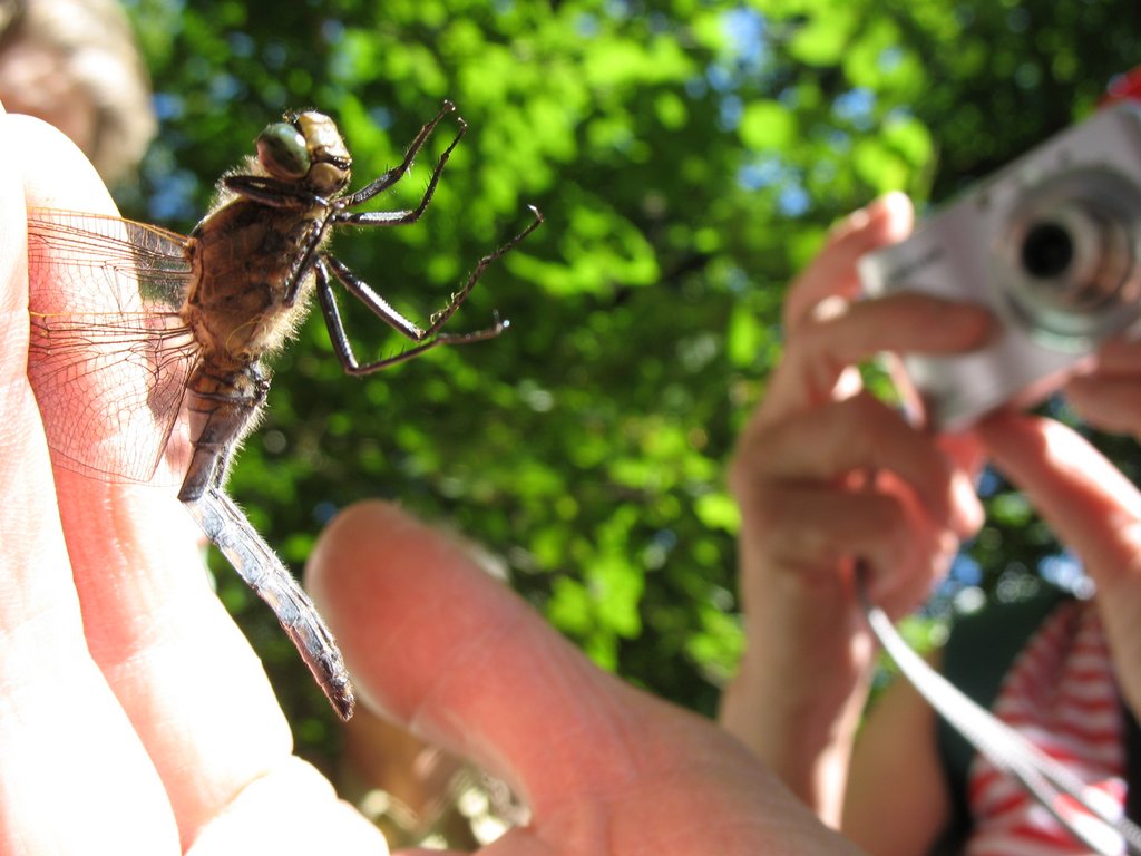 Orthetrum reticule 001